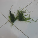 Green Sea Grass
