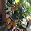 Orange tree