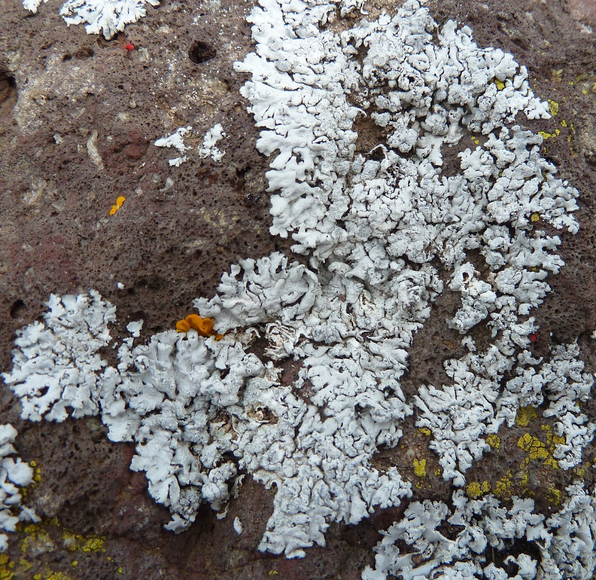 Tube Lichen