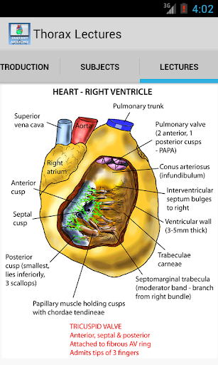 Thorax Anatomy Lectures