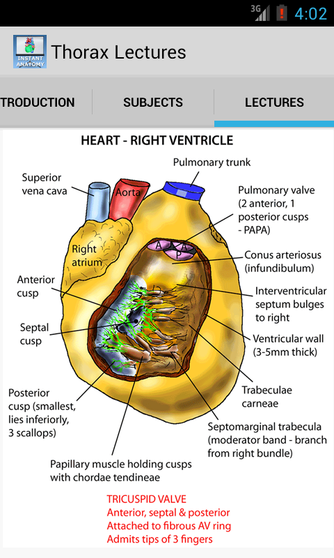 Thorax Anatomy Lectures Screen 1