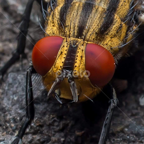 striped fly by Michael Duncan - Animals Insects & Spiders