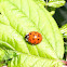 Convergent Ladybug Beetle