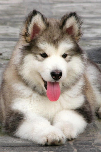 【免費解謎App】Puzzle Alaskan Malamute Game-APP點子