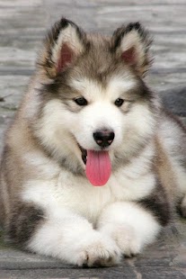 How to mod Puzzle Alaskan Malamute Game patch 1.0 apk for android