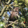 Common Blackbird (female)