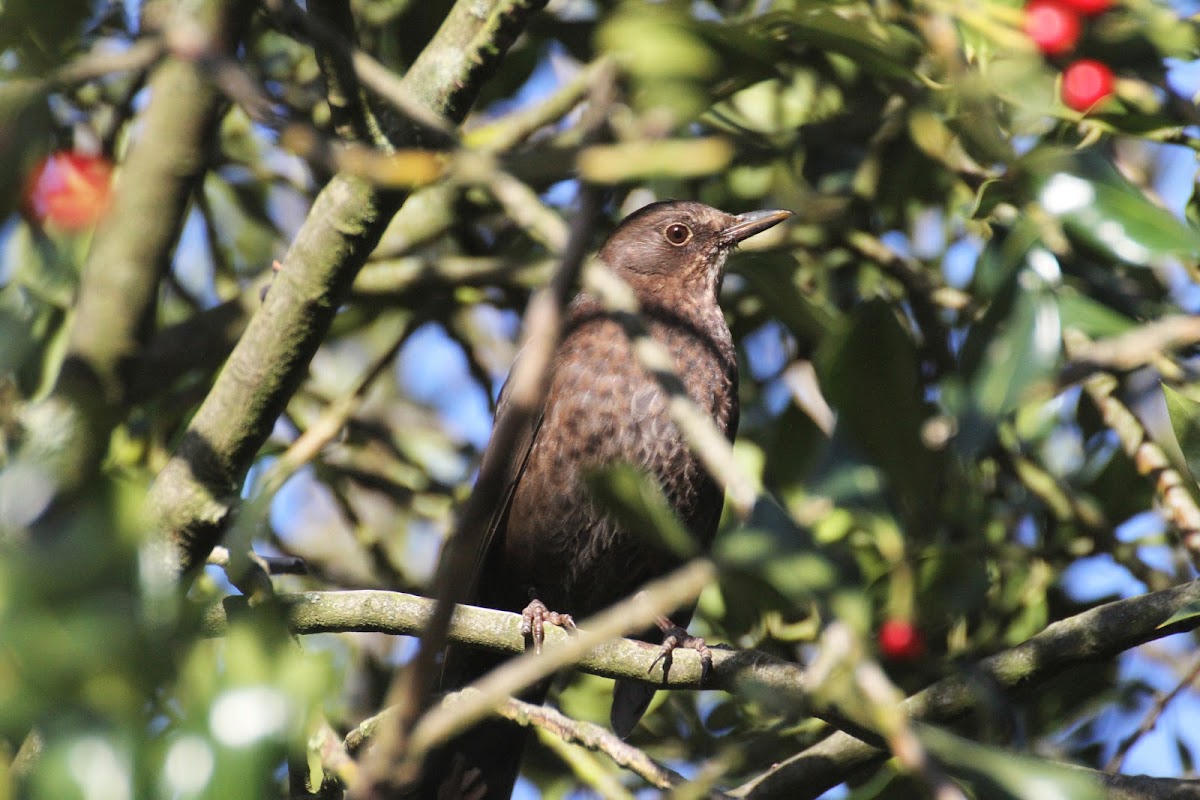 Common Blackbird (female)
