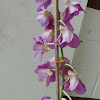 Dendrobium Hybrid Orchid