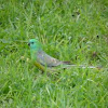 Red-rumped parrot