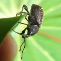 Black Vine Weevil 