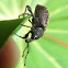 Black Vine Weevil 