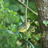 Painted Bunting (female)