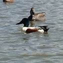 Northern Shoveler