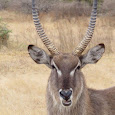 African antelopes in the wild
