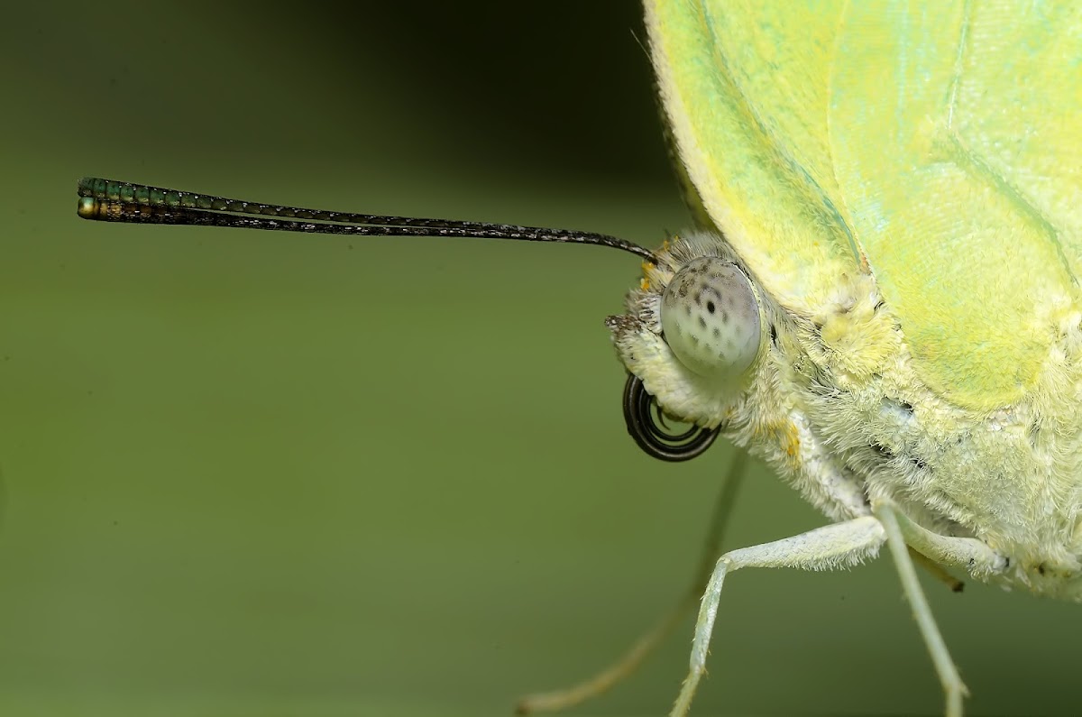 Pale green buterfly