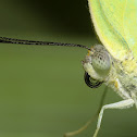 Pale green buterfly