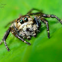 Jumping Spider (Male)