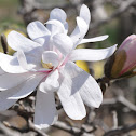 'Royal Star' Star Magnolia