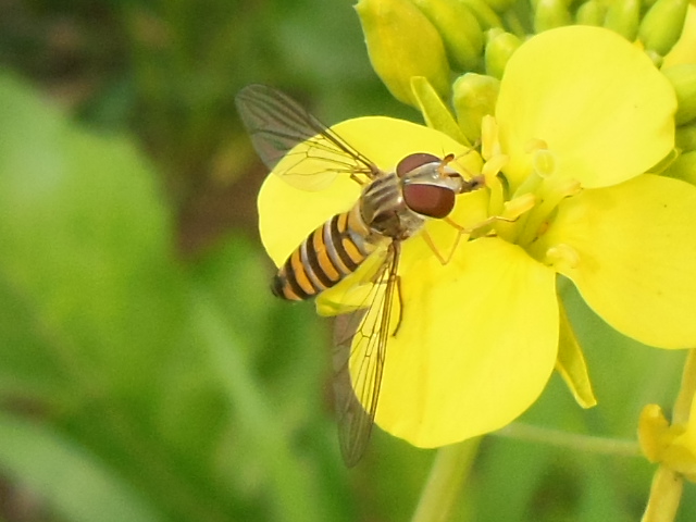 Marmalade Hover fly (Female)