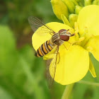 Marmalade Hover fly (Female)