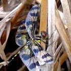 Banded pennant