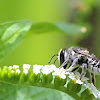 Leaf-cutter Bee