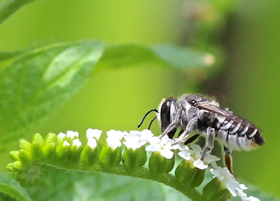 Leaf-cutter Bee