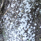 White slime mould