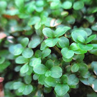 Dotted Thyme-moss
