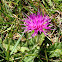 Creeping thistle