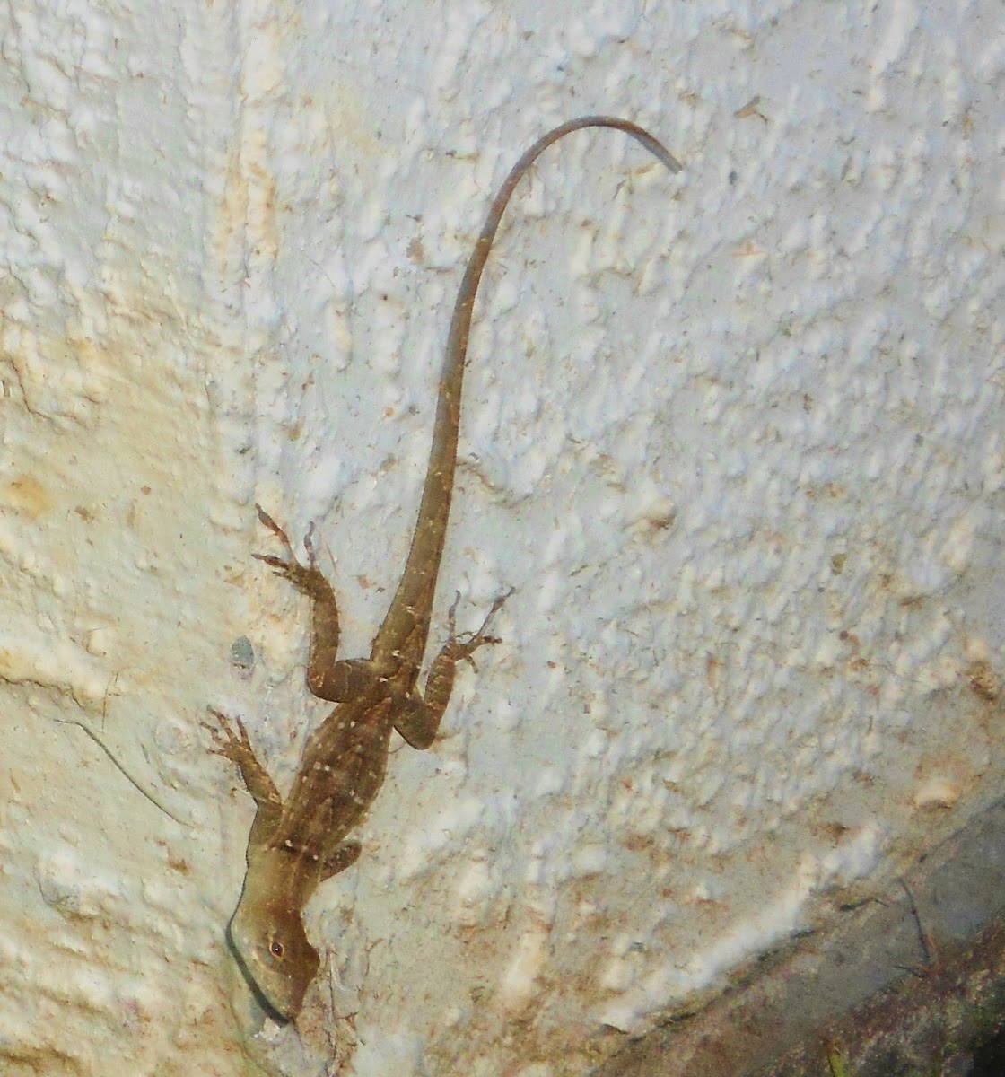 Brown Anole