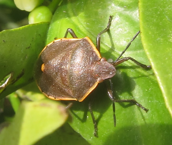 meaning science of 5 Noah  Conchuela  Bug Stink Project