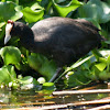 Red-knobbed Coot, Crested Coot