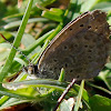 Large Blue Butterfly