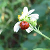 7 Spot Ladybird Beetle