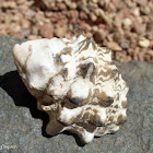 a Rock Snail Shell