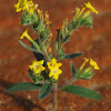 Boraginaceae; Arabic-Kahil, Chehil; Generally none as Arabian primroe- Phrophets flower