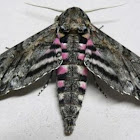Pink-spotted Hawk Moth