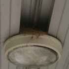 House finch nest