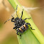 Stink Bug Nymph