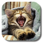 Cover Image of Download Pussycat Live Wallpaper 1.8 APK