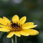 Yellow unknown flower