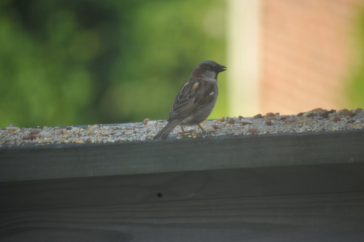 house sparrow