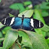 Sara longwing butterfly