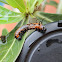Euploea Caterpillar