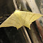 Yellow swallowtail moth