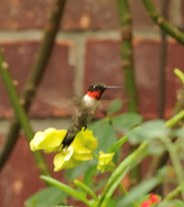 ruby throated humming bird