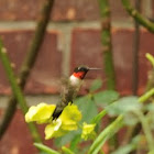 ruby throated humming bird