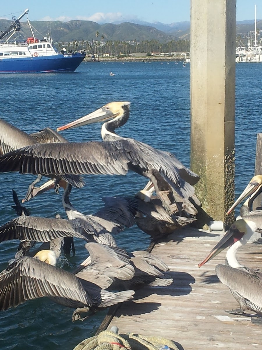 Brown Pelican