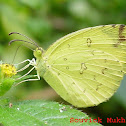 Common grass yellow Butterfly